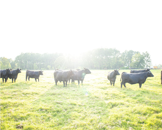 Buying Beef in Bulk: Cost, Cuts, Freezer Space, and What to Expect